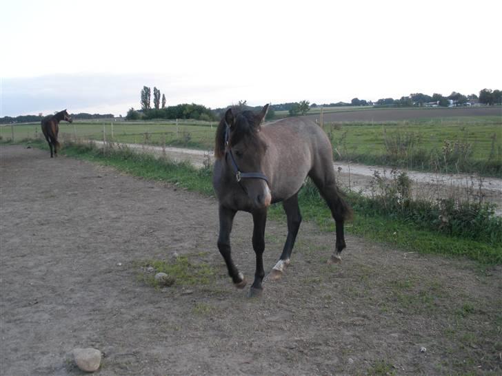 New Forest Saxenhøj's Joakim billede 7