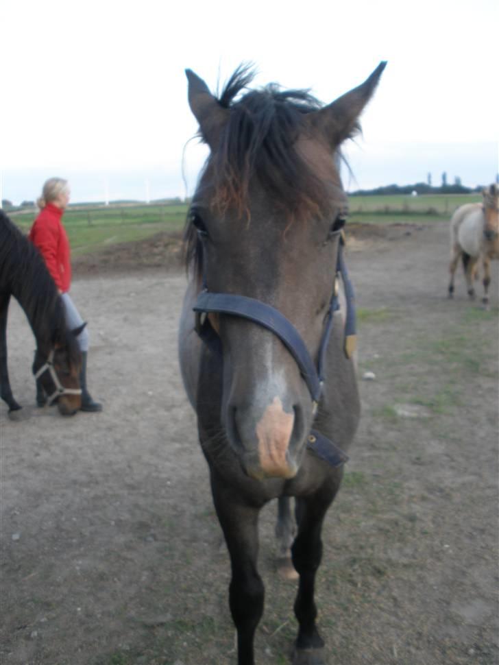 New Forest Saxenhøj's Joakim billede 8