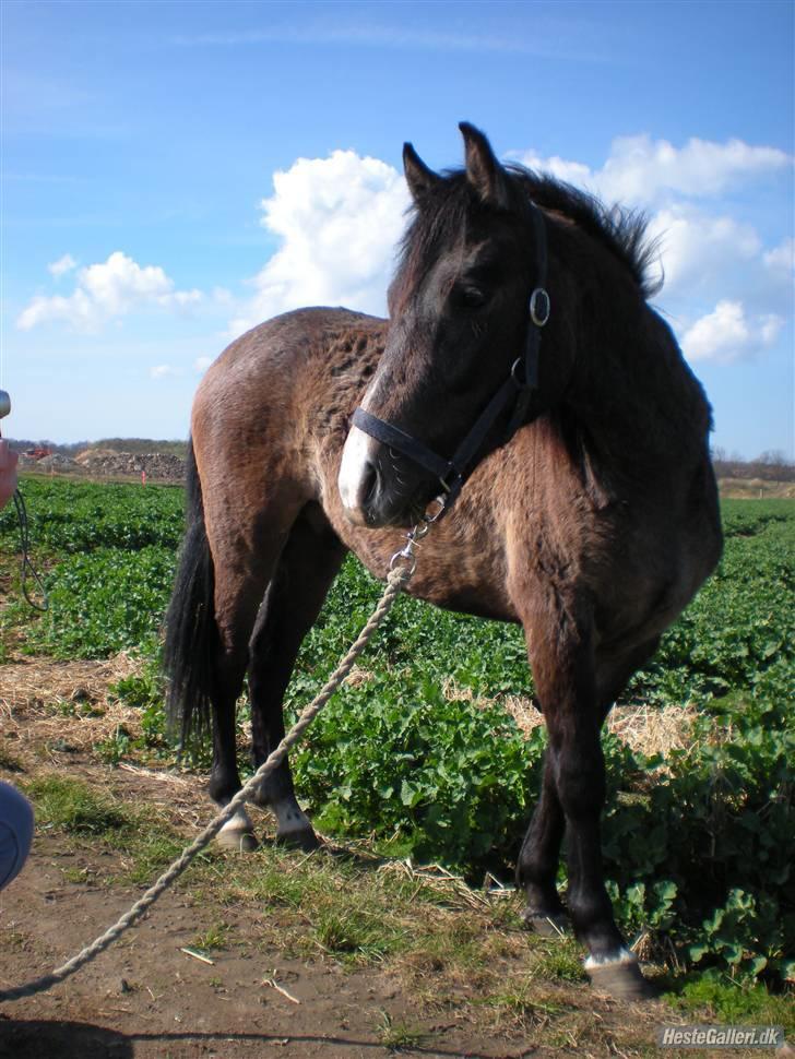 New Forest Saxenhøj's Joakim billede 2