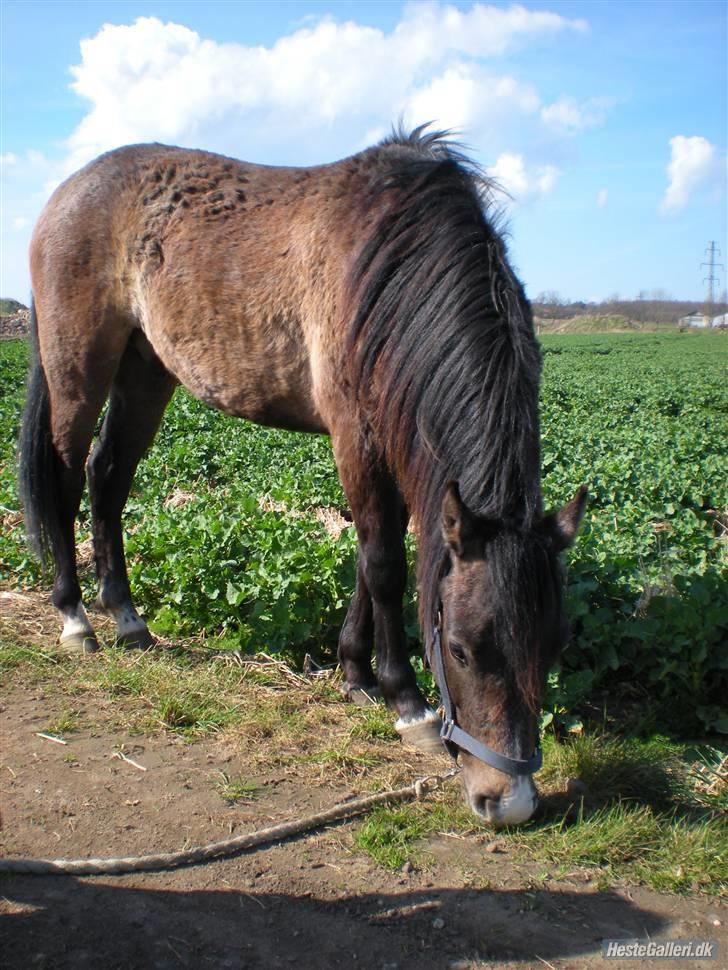 New Forest Saxenhøj's Joakim billede 9