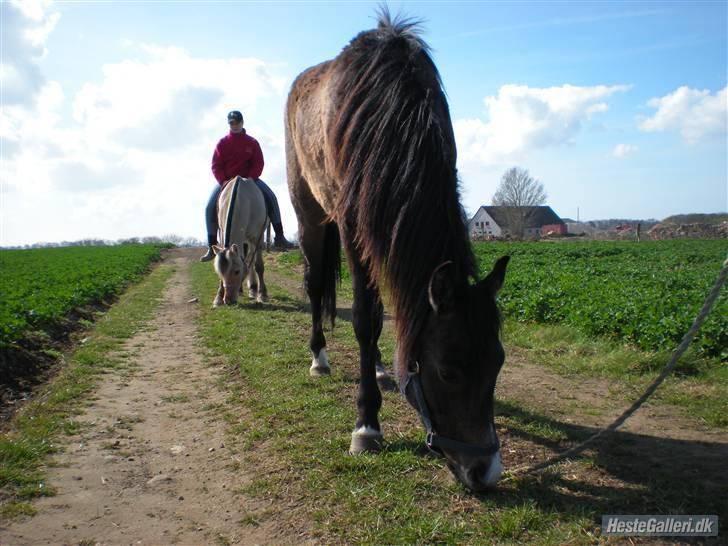 New Forest Saxenhøj's Joakim billede 10