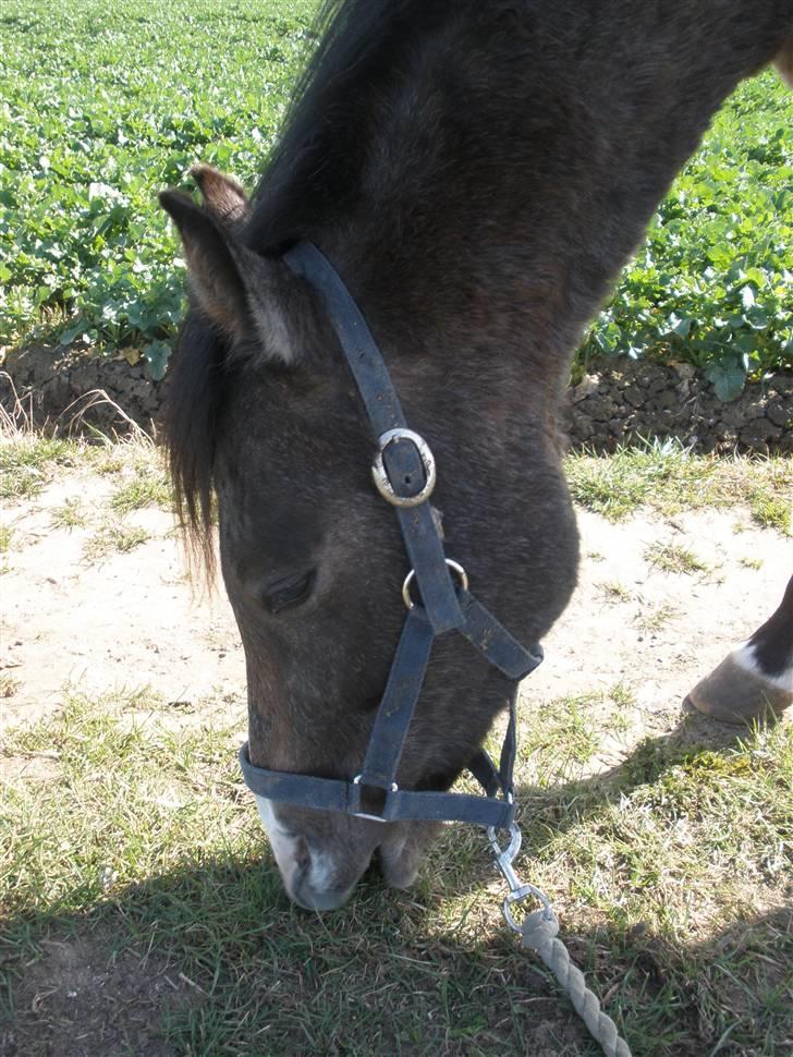 New Forest Saxenhøj's Joakim billede 11