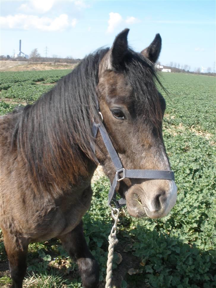 New Forest Saxenhøj's Joakim billede 12