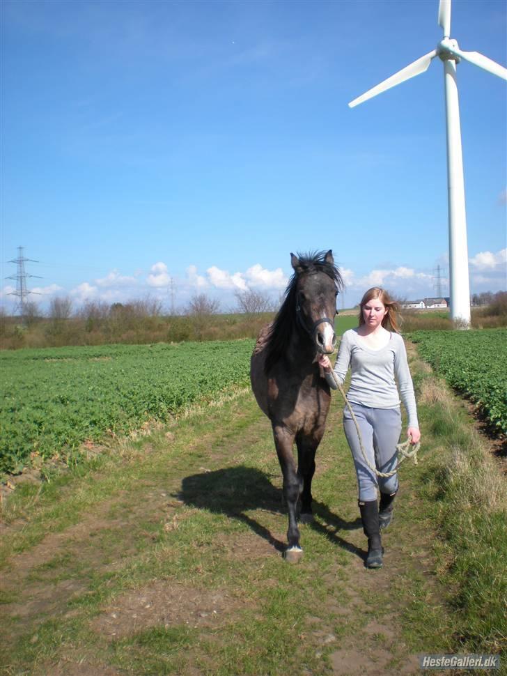 New Forest Saxenhøj's Joakim billede 13