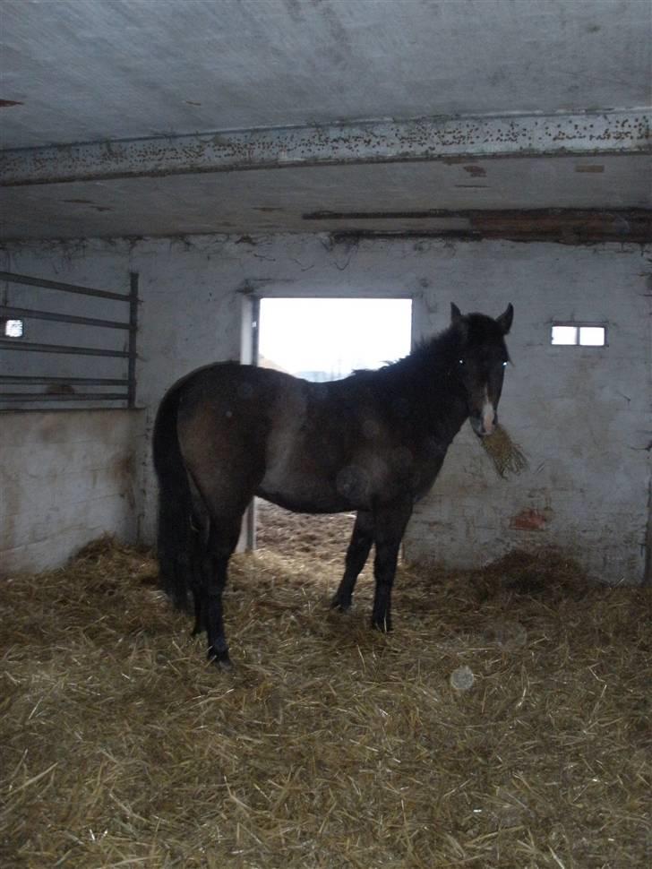 New Forest Saxenhøj's Joakim billede 14