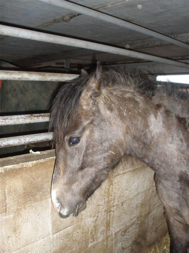 New Forest Saxenhøj's Joakim billede 15