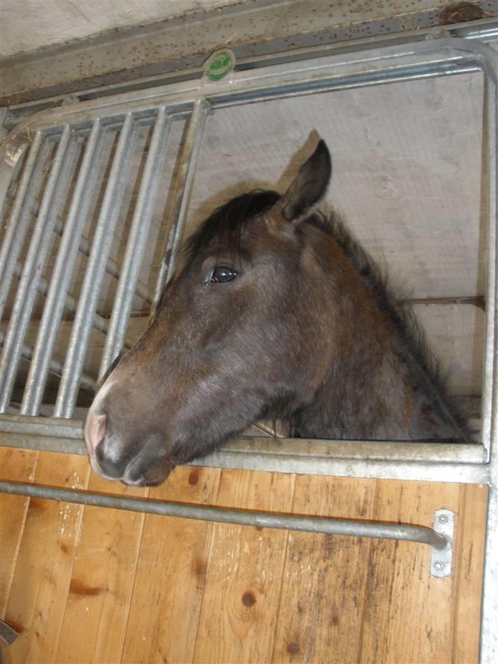 New Forest Saxenhøj's Joakim billede 16