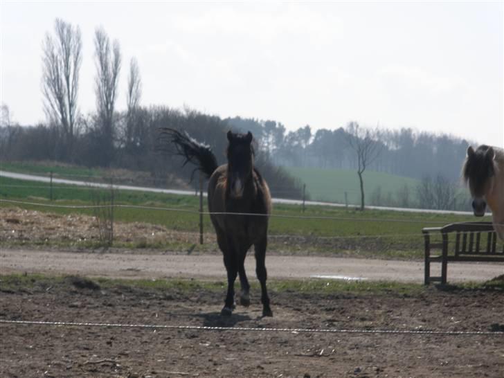 New Forest Saxenhøj's Joakim billede 17