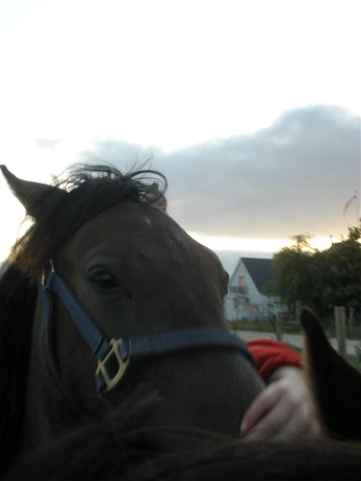 New Forest Saxenhøj's Joakim billede 18