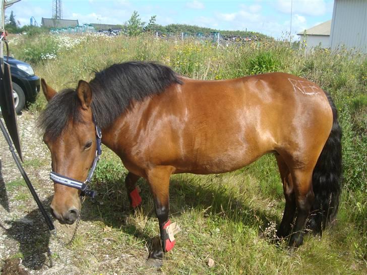 Anden særlig race Bella billede 5