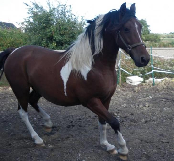 Pinto Argo billede 2