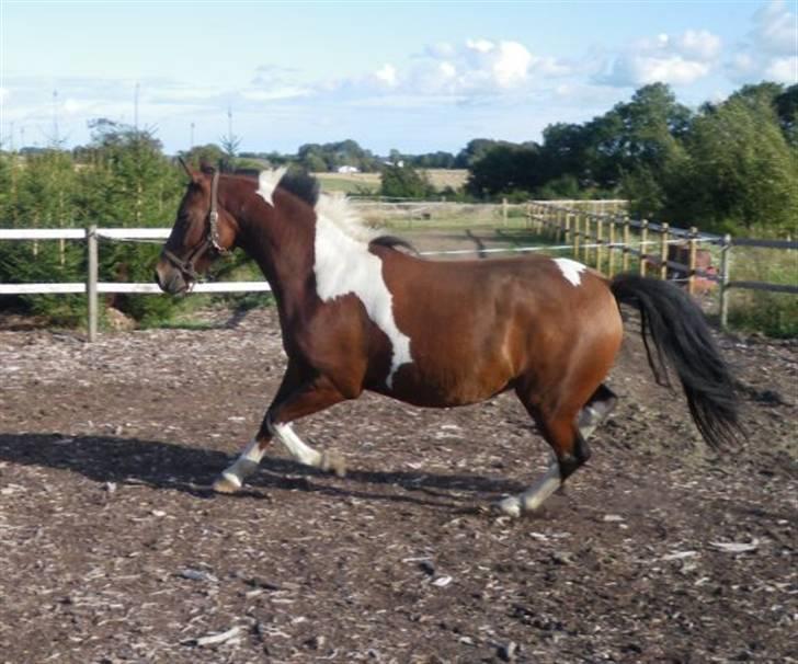 Pinto Argo billede 3