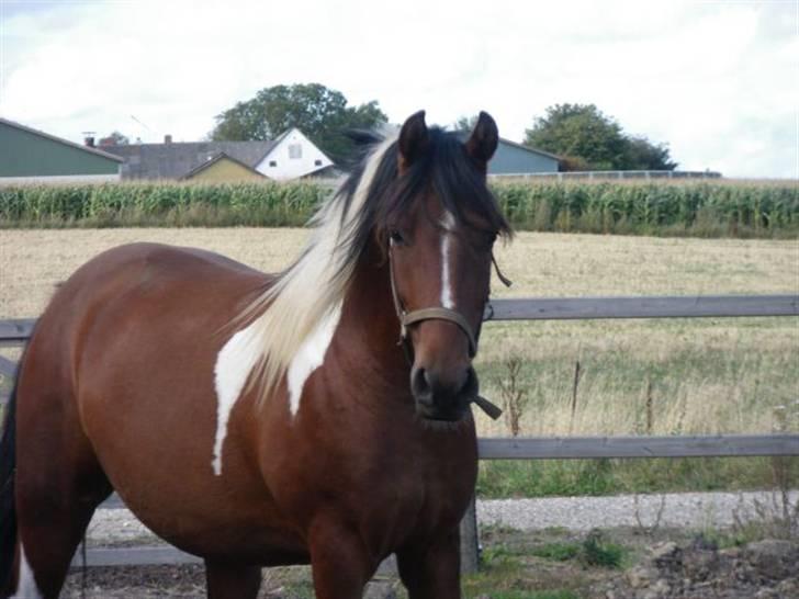 Pinto Argo billede 4