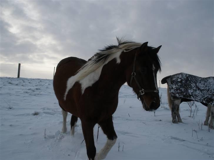 Pinto Argo - D. 17/12-09 - Foto: SR billede 5