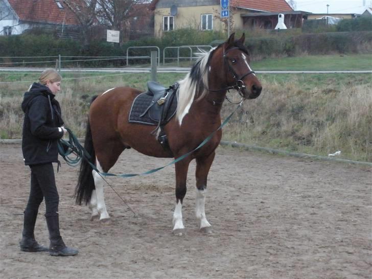 Pinto Argo - D. 4/12-09 - Foto: SMQ billede 6