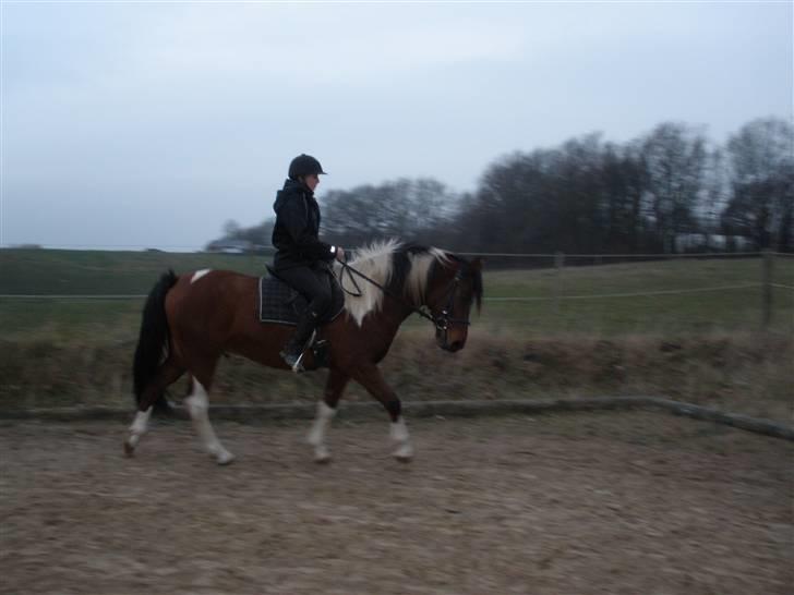 Pinto Argo - D. 4/12-09 - Foto: SMQ billede 7