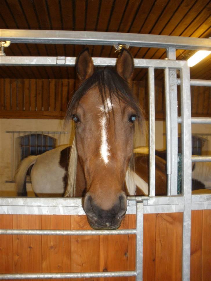 Pinto Argo - D. 4/11-09 - Foto: SR billede 8