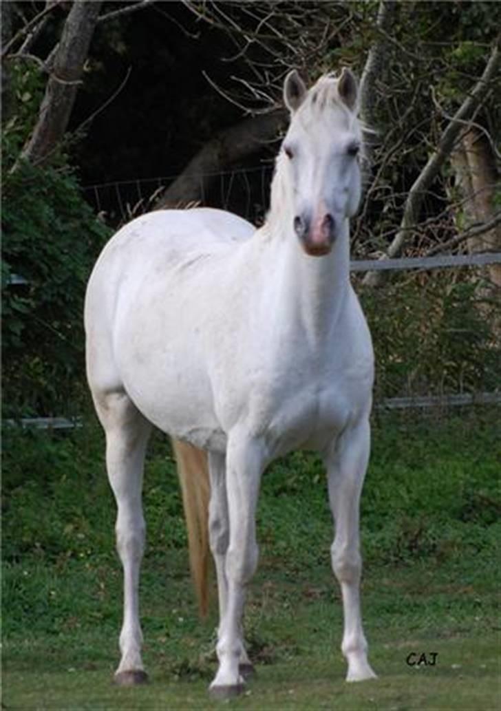 Welsh Pony (sec B) Lintelo Gratitude  (SOLGT) billede 1