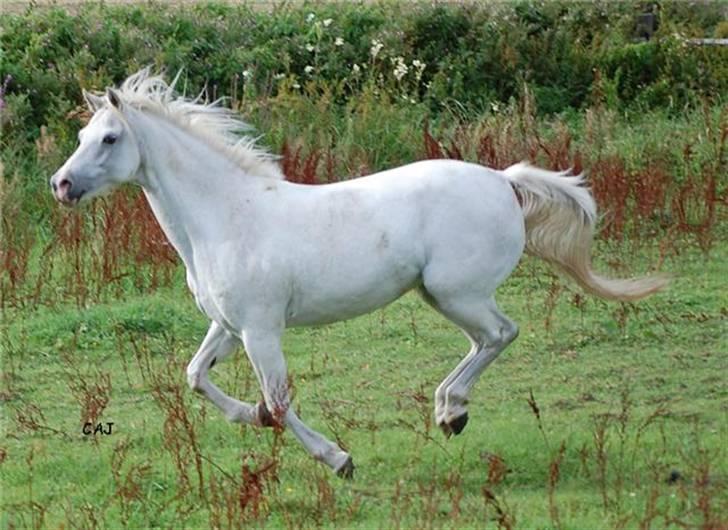 Welsh Pony (sec B) Lintelo Gratitude  (SOLGT) billede 2