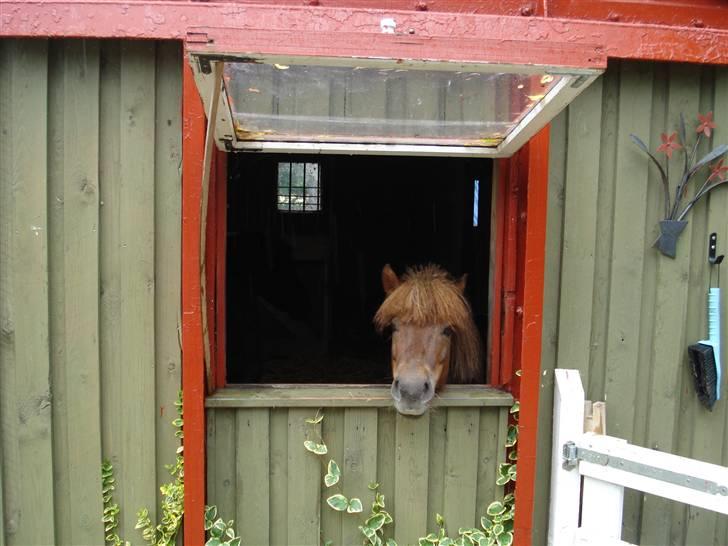 Shetlænder Sofus - Hvor er Bølle?.... billede 1