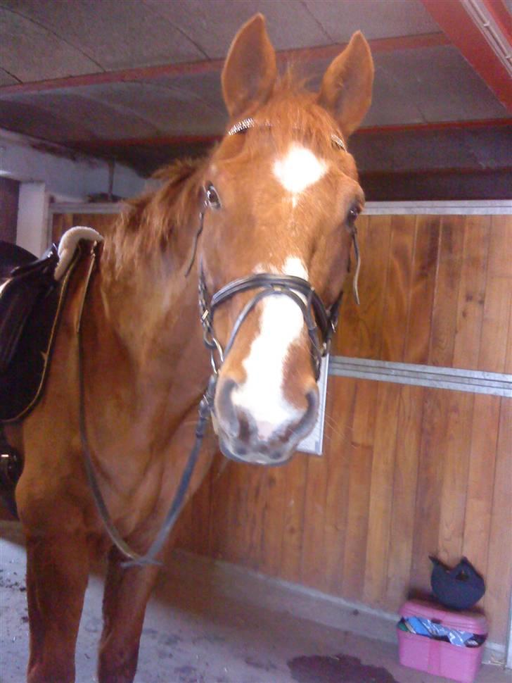 Dansk Varmblod C-Mol *R.I.P*  billede 1