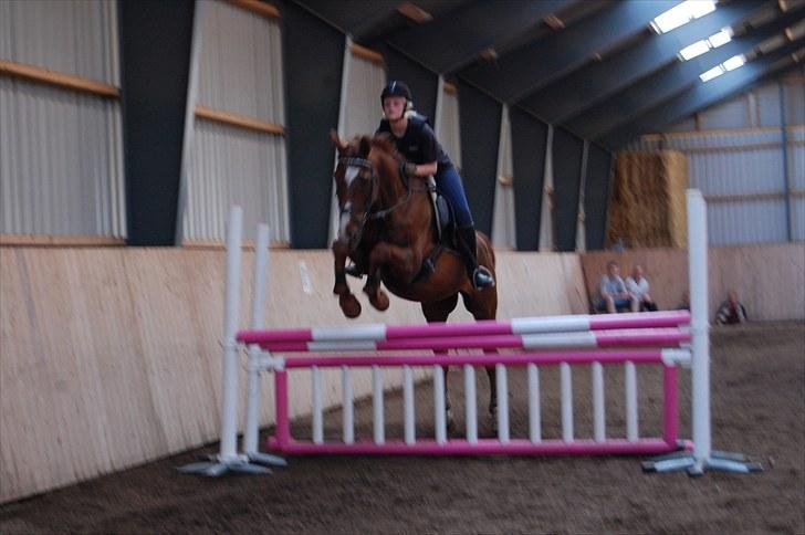 Dansk Varmblod C-Mol *R.I.P*  - 120cm billede 2