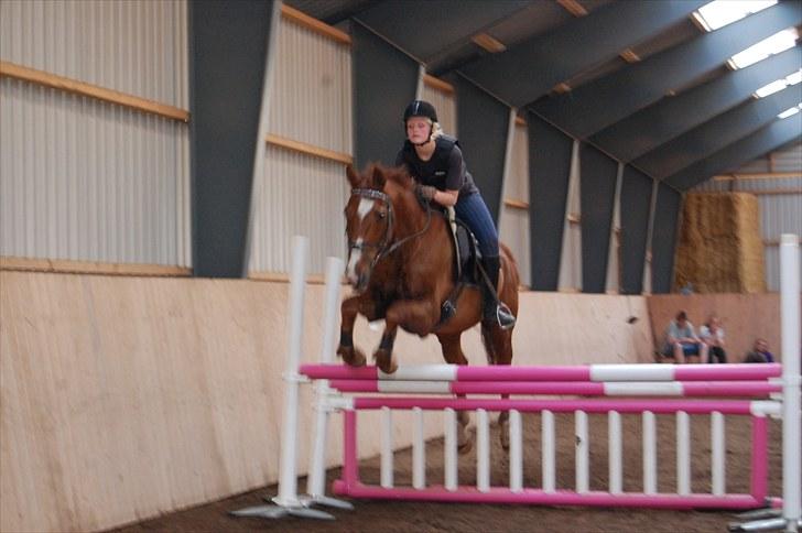 Dansk Varmblod C-Mol *R.I.P*  billede 3