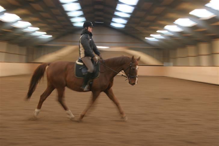 Dansk Varmblod C-Mol *R.I.P*  billede 4