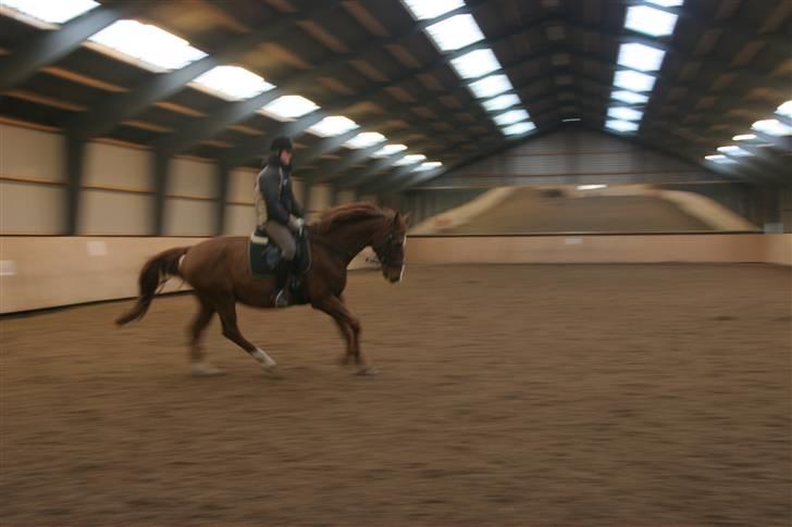 Dansk Varmblod C-Mol *R.I.P*  billede 6