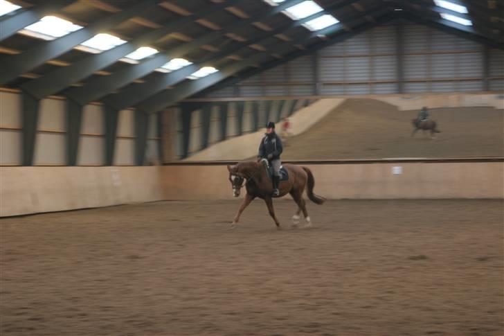 Dansk Varmblod C-Mol *R.I.P*  billede 7