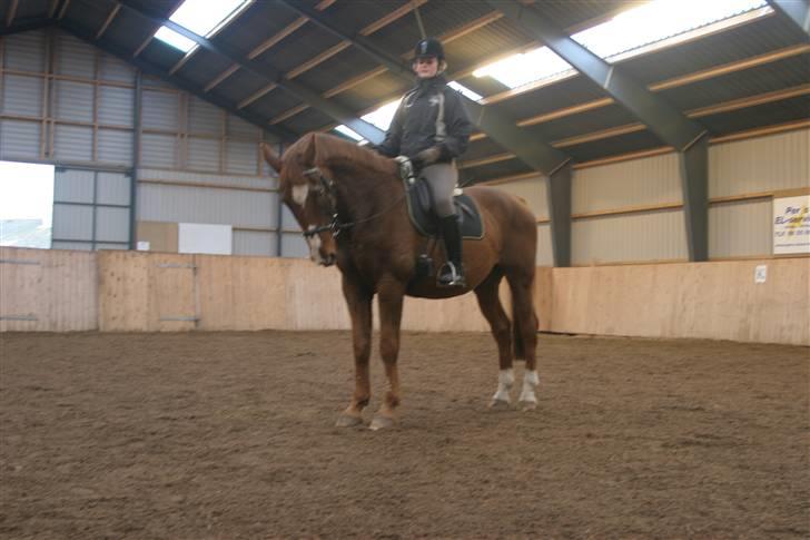 Dansk Varmblod C-Mol *R.I.P*  billede 8