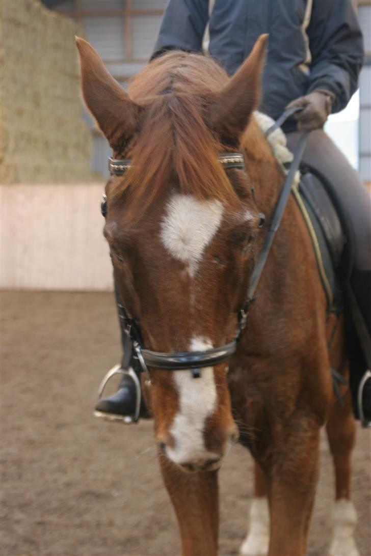 Dansk Varmblod C-Mol *R.I.P*  billede 10