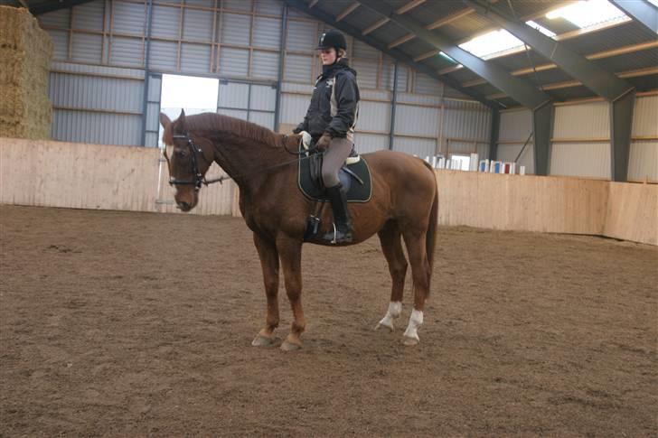 Dansk Varmblod C-Mol *R.I.P*  billede 11