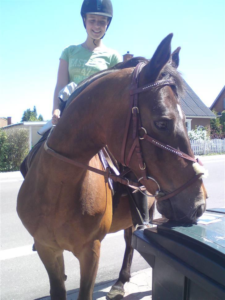 Connemara Chianti *Død* R.I.P - På tur hjemme hos Michelle. Han sniffer skraldespande? Oo billede 10