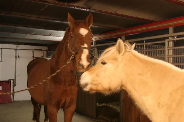 Dansk Varmblod C-Mol *R.I.P*  billede 12