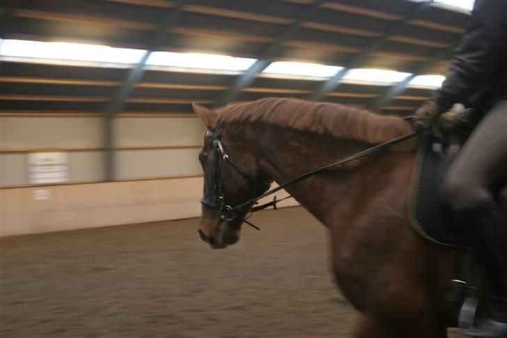 Dansk Varmblod C-Mol *R.I.P*  billede 13