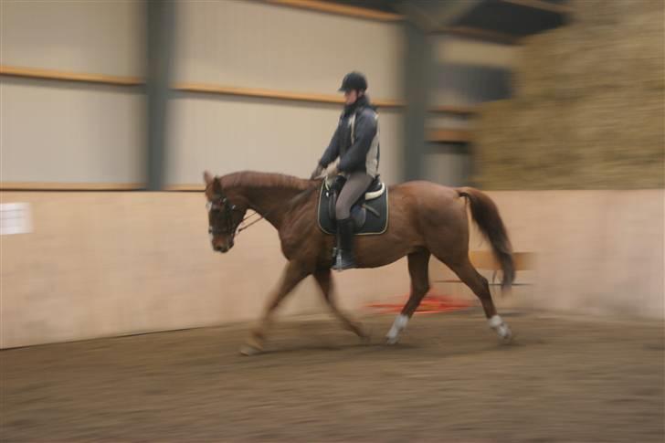 Dansk Varmblod C-Mol *R.I.P*  billede 14