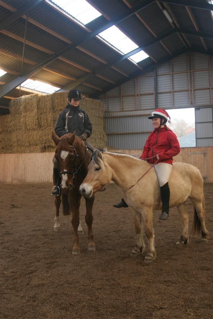 Dansk Varmblod C-Mol *R.I.P*  billede 15