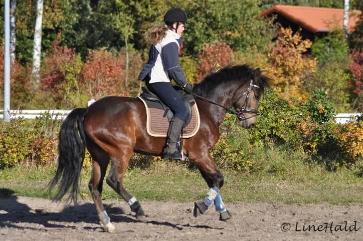 New Forest | Tårups Newton - iloveyounewton<3 Foto: Line Hald billede 19