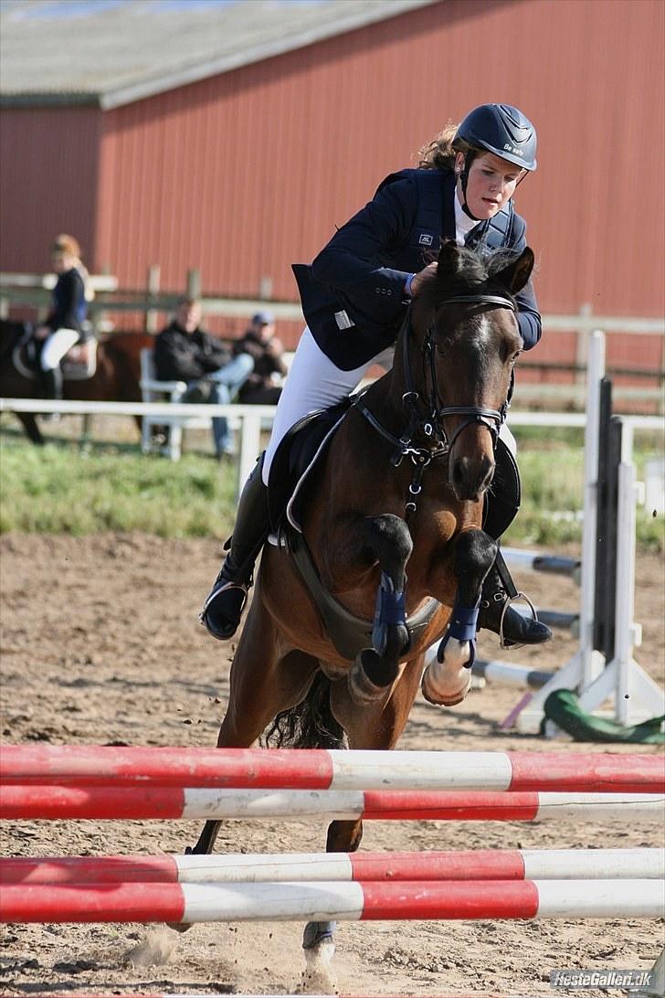 New Forest | Tårups Newton - Til stævne i ørsted <3 Foto: Malene Markman billede 20