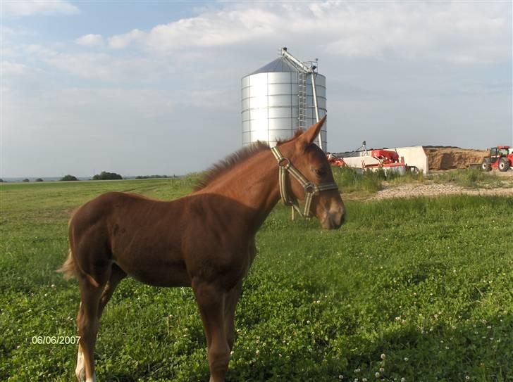 Dansk Varmblod Rocio - Få dage gammel. billede 2