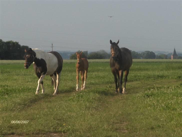 Dansk Varmblod Rocio - Få dage gammel. billede 3