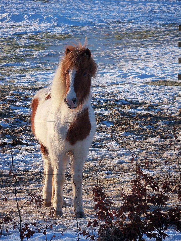Islænder Raudskjona fra sortenborg billede 1
