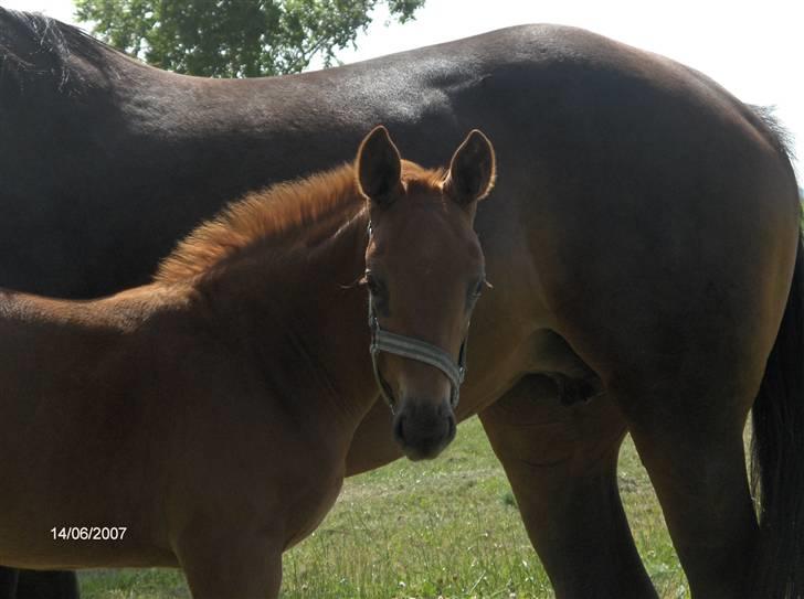 Dansk Varmblod Rocio - føl ;) billede 4