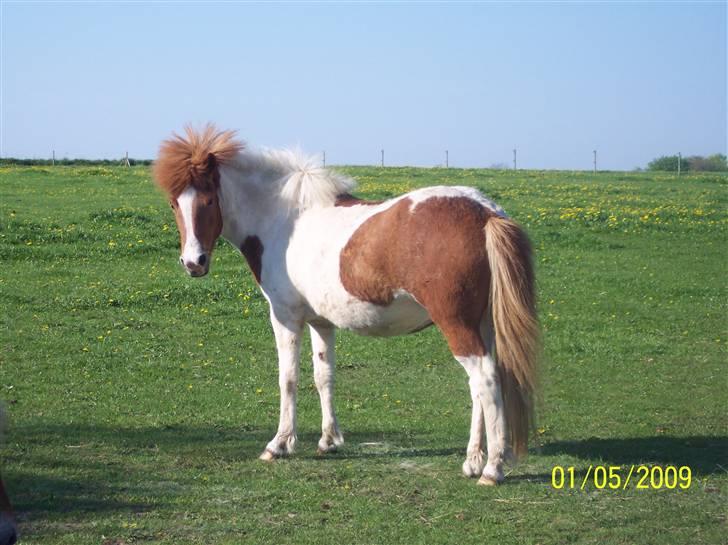 Islænder Raudskjona fra sortenborg billede 2