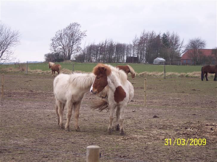 Islænder Raudskjona fra sortenborg billede 3