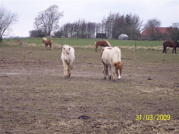 Islænder Raudskjona fra sortenborg billede 4