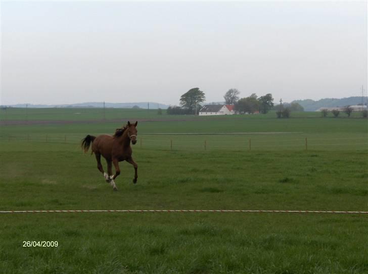 Dansk Varmblod Rocio - 2 år gammel ;D billede 5