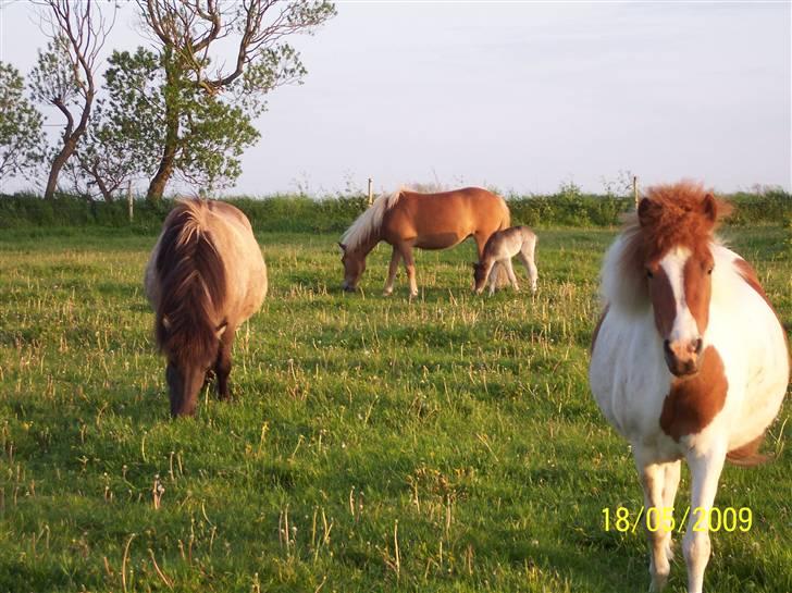 Islænder Raudskjona fra sortenborg - få dage før hun skal have sin lille føle bøle så må man jo godt være lidt stor billede 5