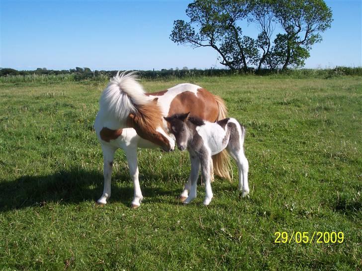 Islænder Raudskjona fra sortenborg - mor med sin helt nye søn nur er de ikke bare søde billede 6